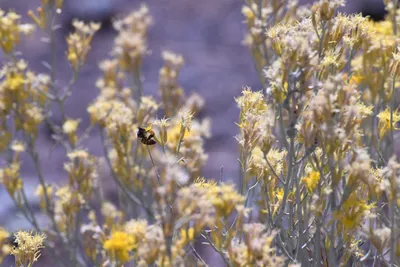 DSC_2233 (Large).JPG